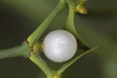 Close-up of green tomatoes on plant