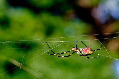 Close-up of spider web