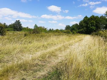Scenic view of field against sky