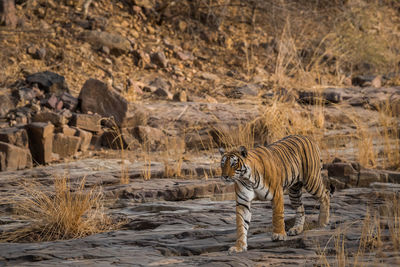 View of a cat on land