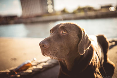 Close-up of dog looking away