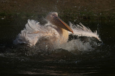Pelican flapping wings at lake