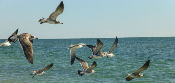 Seagulls flying over sea against clear sky