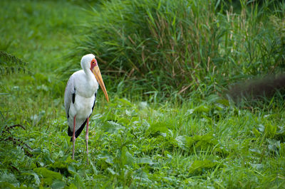 Bird on grassy field