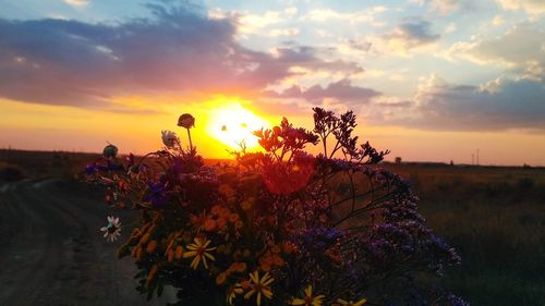 Plants growing on field against sky during sunset