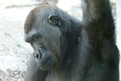 Close-up of monkey