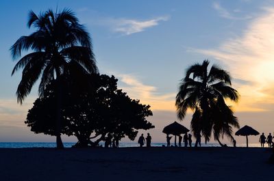 Silhouette of palm trees on beach