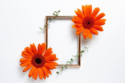 Close-up of orange flower against white background