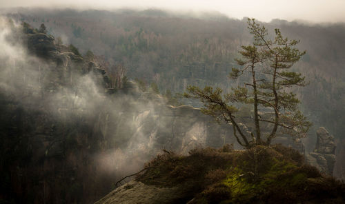 Scenic view of fog through the forest in valley