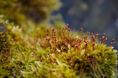 Macro shot of flowering plant growing on field