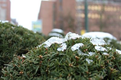 Close-up of snow covered plants on field