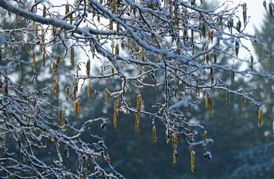 Close-up of frozen bare tree during winter