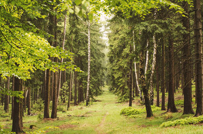 Pine trees in forest