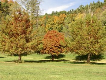 Trees on field during autumn