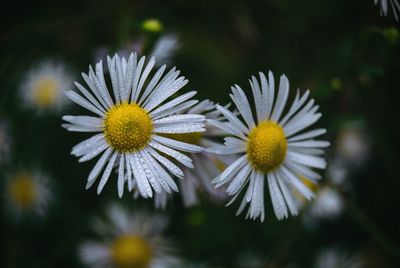 Close-up of yellow flowers blooming outdoors