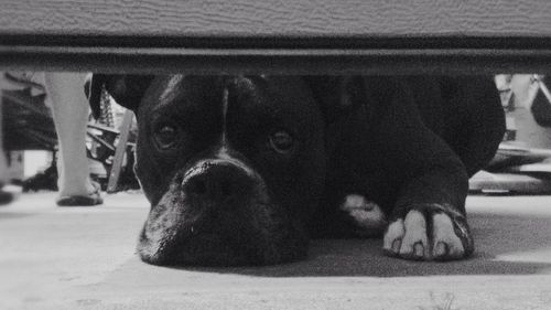 Low section of dog standing on floor