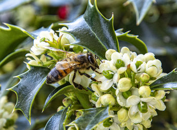 Close-up of bee pollinating on flower