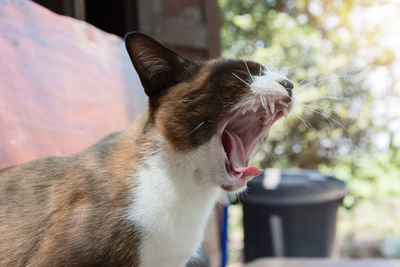 Close-up of cat yawning