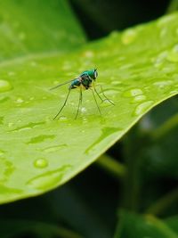 Close-up of insect on leaf