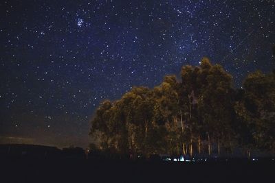 Low angle view of trees against star field at night