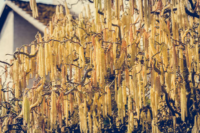 Close-up of dried plant