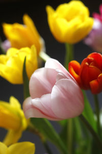 Close-up of yellow tulips blooming outdoors