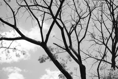 Low angle view of bare tree against sky