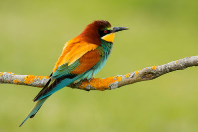 Close-up of bird perching on branch