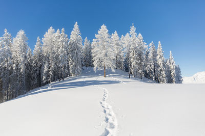 Winter nature landscape with snow covered fir trees and footprints on winter mountain hill