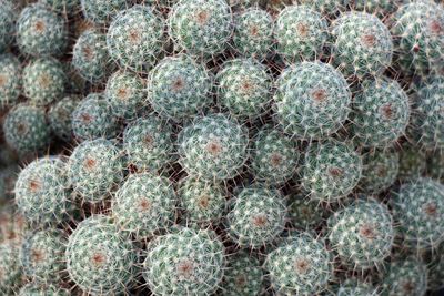 Full frame shot of succulent plant