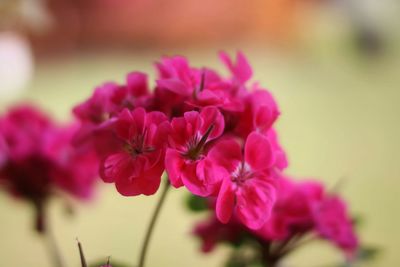 Close-up of pink flowering plant