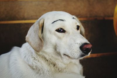 Close-up of dog looking away