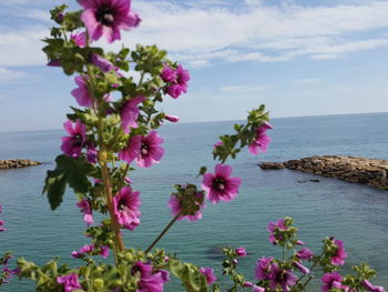 Pink flowers blooming by sea against sky