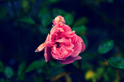 Close-up of pink rose blooming outdoors