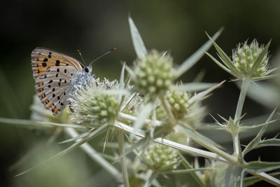 Close-up of butterfly on plant