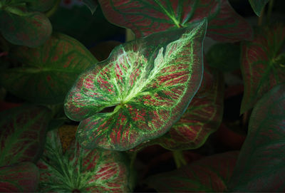 High angle view of flowering plant