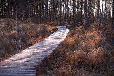 Footpath amidst trees in forest during autumn