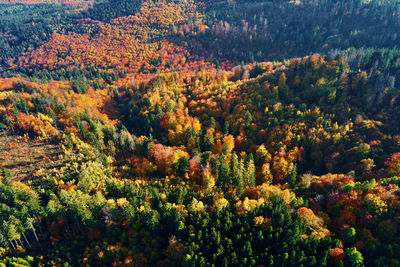 Aerial view of mountains covered with autumn forest