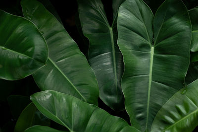 Full frame shot of green leaves