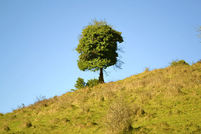 Low angle view of tree against clear sky