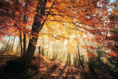 Scenic view of forest during autumn