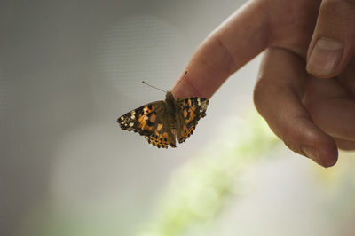 Close-up of butterfly on hand