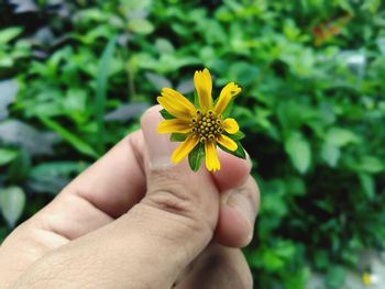 Close-up of hand holding yellow flower