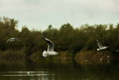 Birds flying over lake against sky