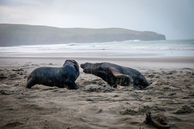 Sea lions on the beach