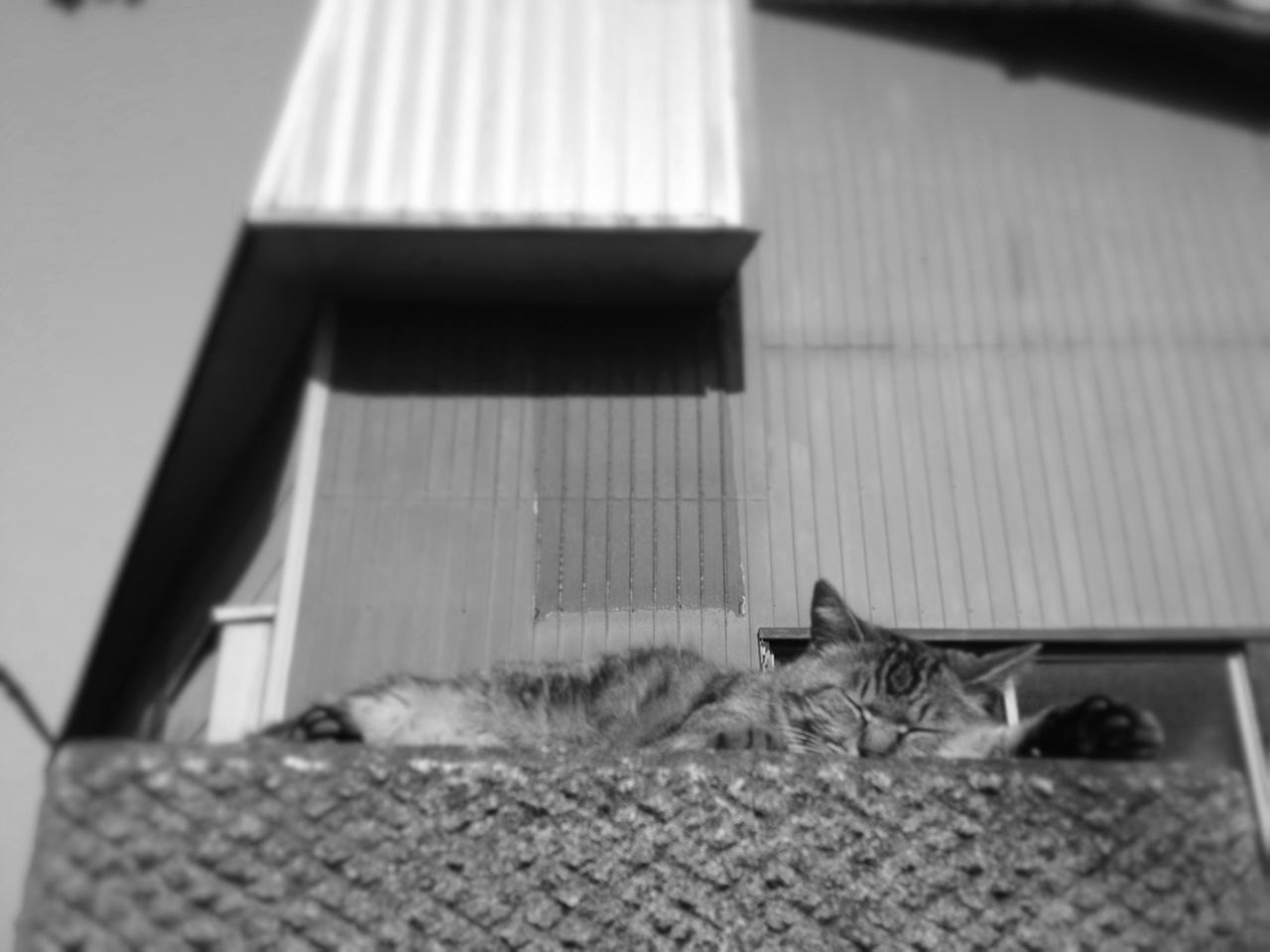 building exterior, built structure, architecture, one animal, domestic cat, animal themes, house, no people, day, wall - building feature, pets, window, selective focus, cat, outdoors, close-up, domestic animals, sunlight, residential structure, wood - material