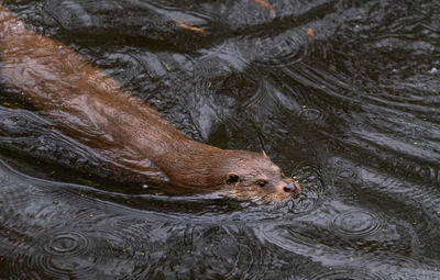 High angle view of animal swimming in lake