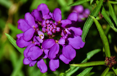 Close-up of purple flowering plant