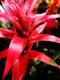 Close-up of red flower