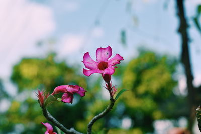 Close-up of pink rose